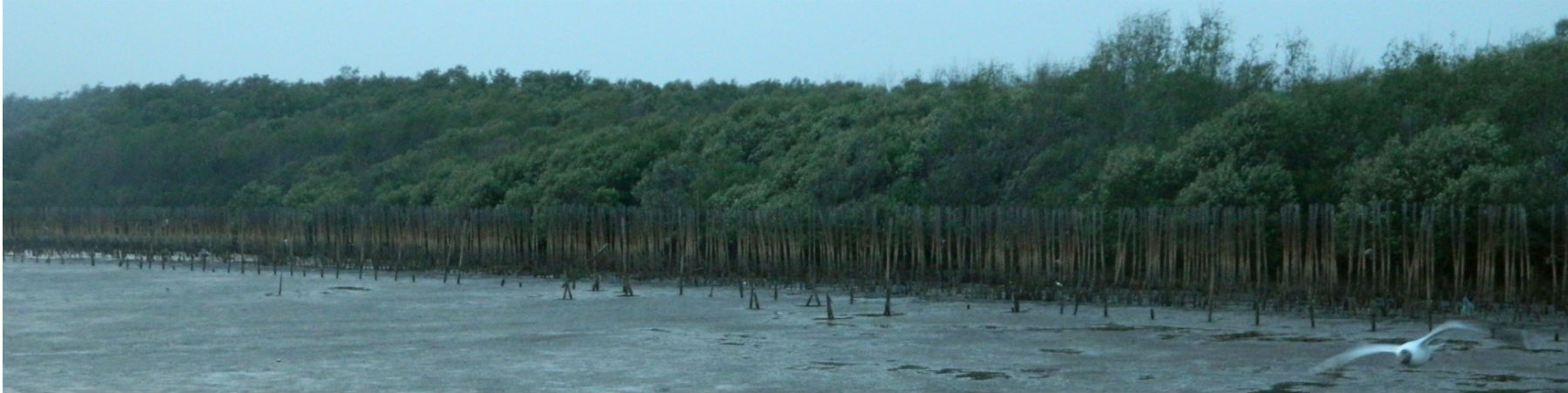 Bang Pu mudflats
