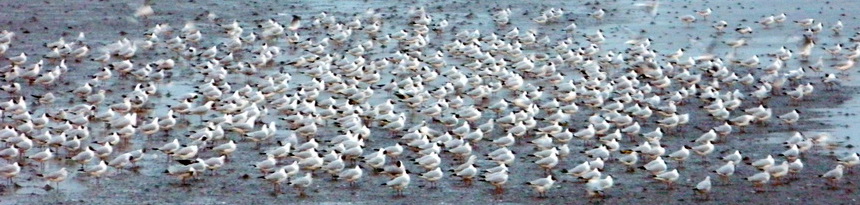 Seagulls congregate on the mudflats, Bang Pu Recreation Area, Samut Prakan Province