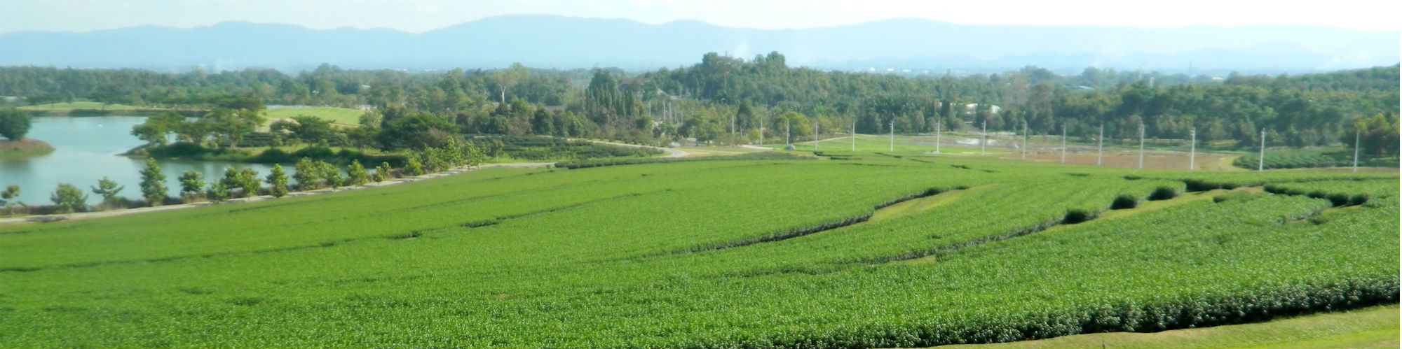 Tea Plantation at Singha Park, near Chiang Rai