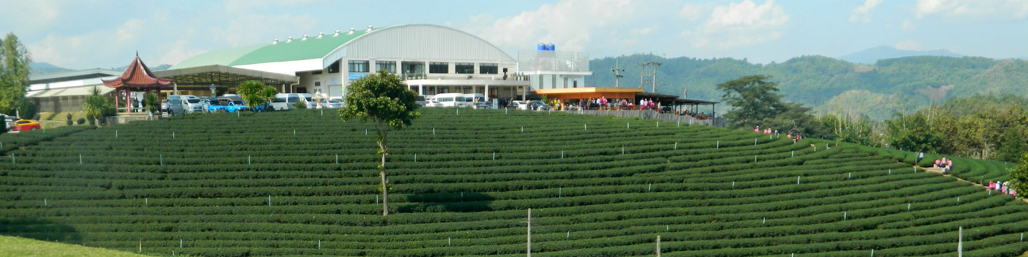 Choui Fong Tea Plantation, Mae Chan District, Chiang Rai Province