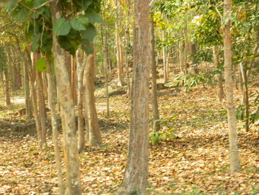The ruins at Wat Ma Khok, Kampheang Historical Park