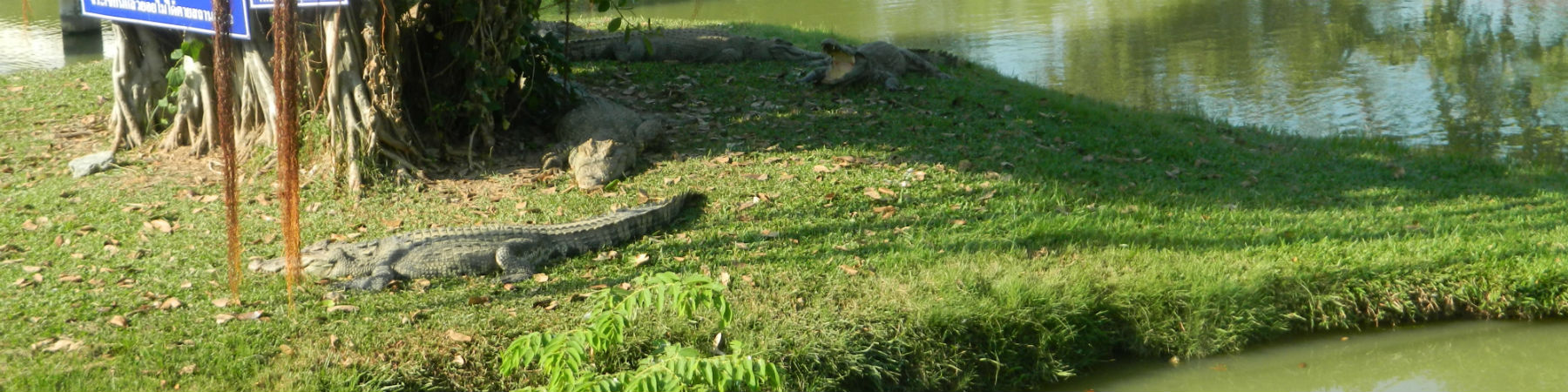 Crocodiles at Bueng Chawak Aquarium, Doem Bang Nang Buat District, Suphanburi Province