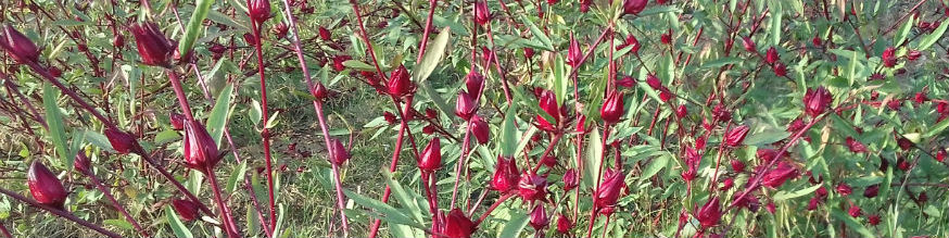 Rosella Shrub, Thai Dam Village, Chiang Khan District, Loei Province