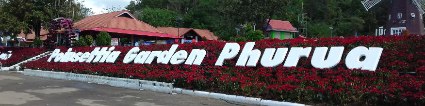 Poinsettia Festival, Phu Ruea, Loei Province