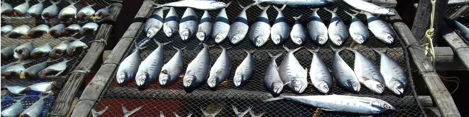 Fisherman's catch, near Chao Samran Beach, Phetchaburi Province