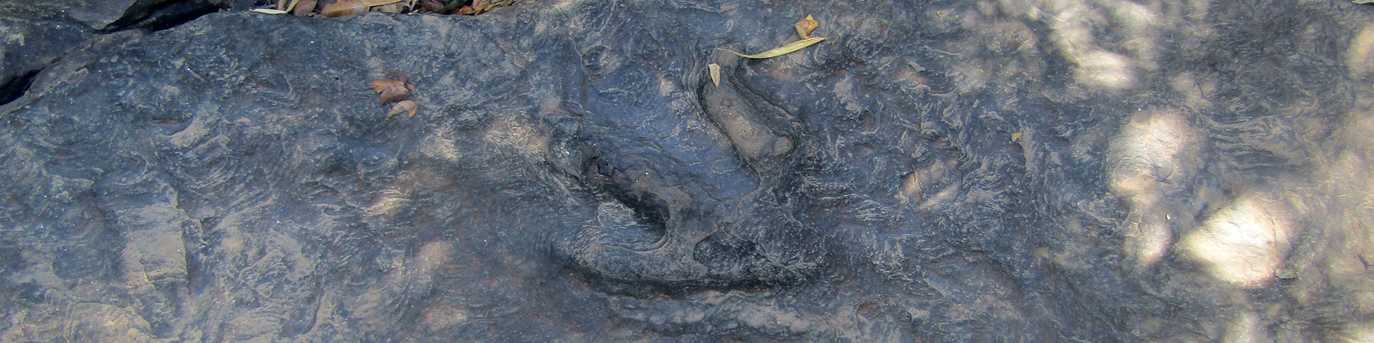 Dinosaur Footprint at Phu Faek Forest Park, Na Khu District, Kalasin Province, Buriram