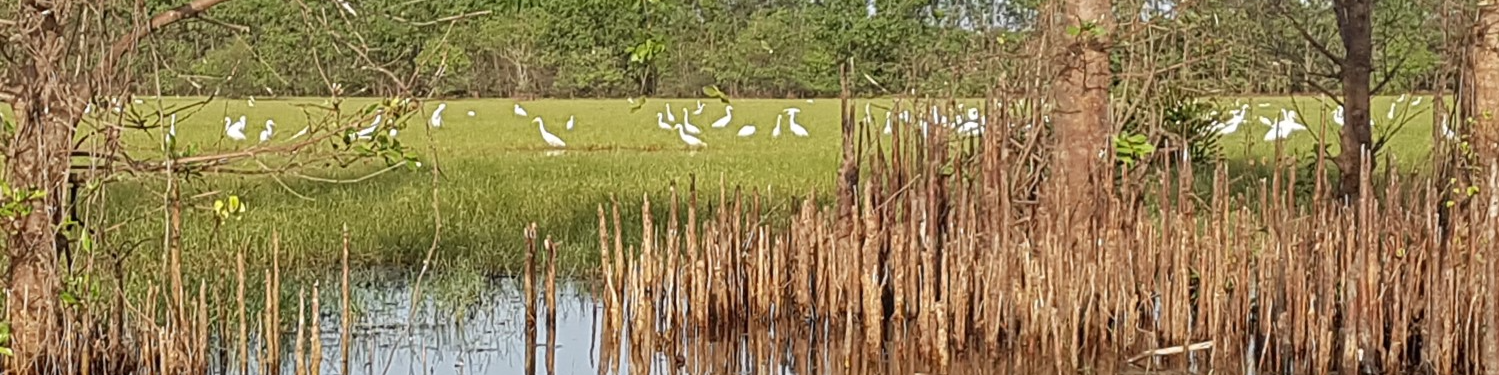 Khu Khut Waterfowl Park, Khu Khut, Sathing Phra District, Songkhla Province