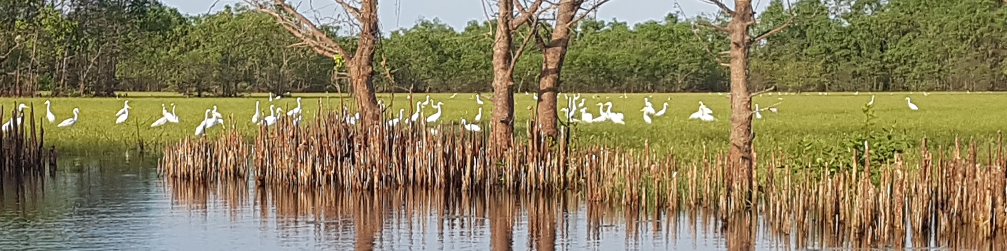 Khu Khut Waterfowl Park, Sathing Phra District, Songkhla Province