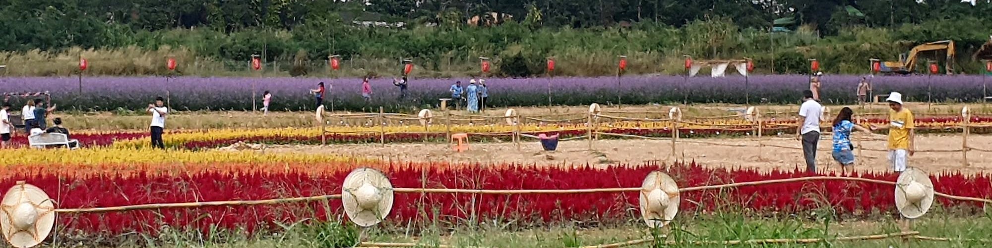 Tokya Farm, Klang Dong, Pak Chong District, Nakhon Ratchasima Province