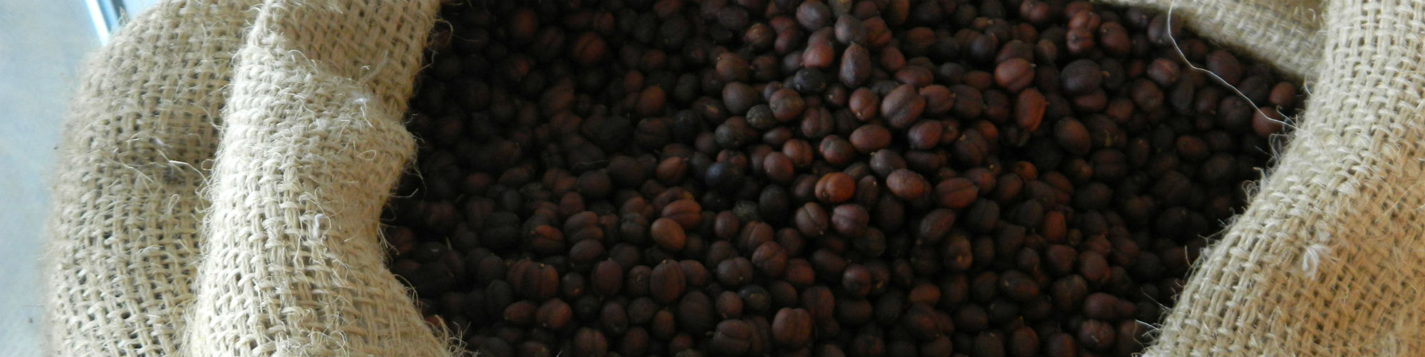 Freshly roasted coffee beans at Rong Kua Cafe, Wang Nam Khiao, Nakhon Ratchasima Province